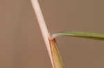 Little bluestem